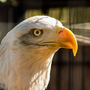 Red Wolf Sanctuary - Bald Eagle