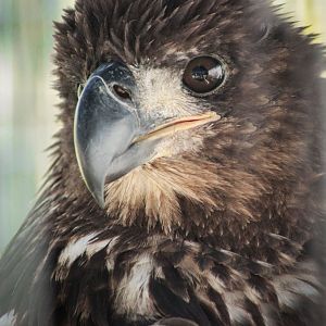 Red Wolf Sanctuary - Juvenile Bald Eagle