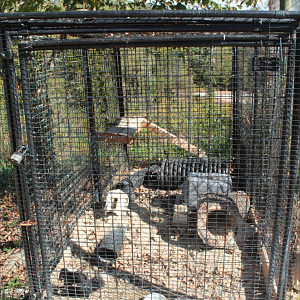 Red Wolf Sanctuary - Striped Skunk Exhibit