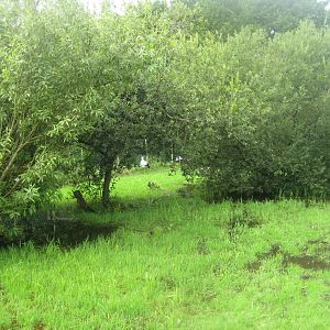 Vogelpark Niendorf - Black stork/oriental white stork exhibit