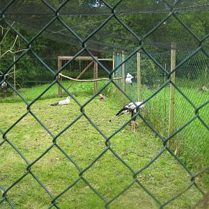 Vogelpark Niendorf - Secretary bird aviary
