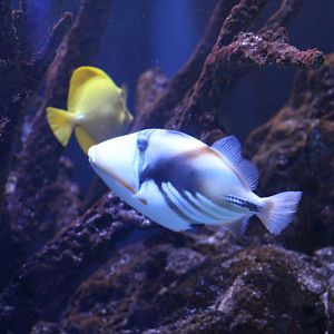 Lagoon Triggerfish
