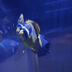 Raccoon Butterflyfish