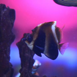 Phantom Bannerfish