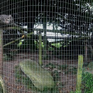 Snow leopard (exhibit) : Thrigby Hall : 26 Sep 2017