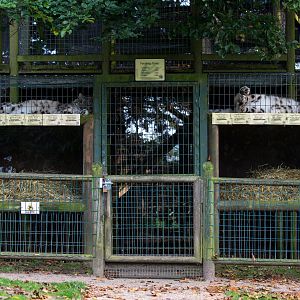 Snow leopard (exhibit) : Thrigby Hall : 26 Sep 2017