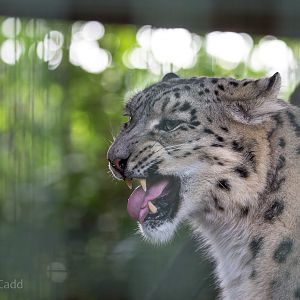 Snow leopard : Thrigby Hall : 26 Sep 2017