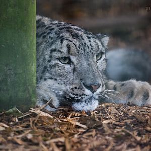 Snow leopard : Thrigby Hall : 26 Sep 2017
