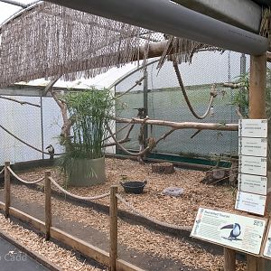 Red-billed toucan (aviary) : Amazona Zoo : 28 Sep 2017