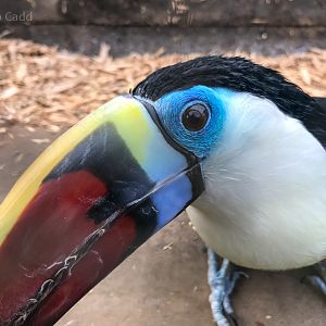 Red-billed toucan : Amazona Zoo : 28 Sep 2017