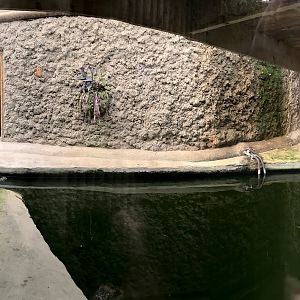Spectacled caiman (exhibit) : Amazona Zoo : 28 Sep 2017