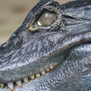 Spectacled caiman : Amazona Zoo : 28 Sep 2017