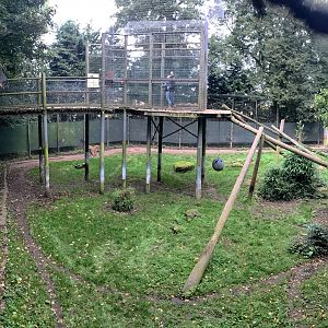 Sumatran tiger (exhibit) : Thrigby Hall : 26 Sep 2017