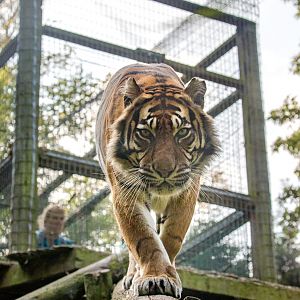 Sumatran tiger : Thrigby Hall : 26 Sep 2017