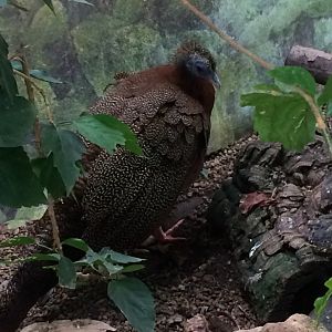 Great Argus at the Philadelphia Zoo