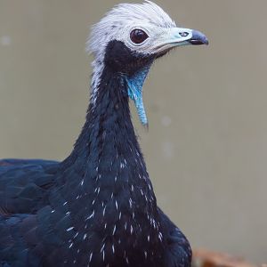 Blue-throated piping-guan : Amazona Zoo : 28 Sep 2017