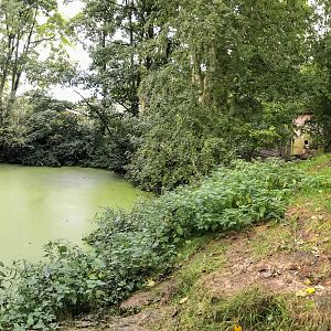 North American river otter (exhibit) : Amazona Zoo : 28 Sep 2017