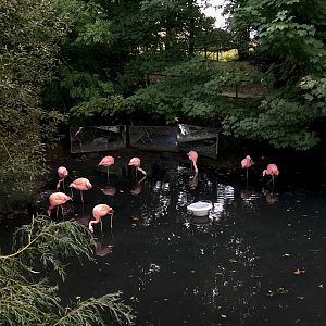 Chilean flamingo (exhibit) : Amazona Zoo : 28 Sep 2017