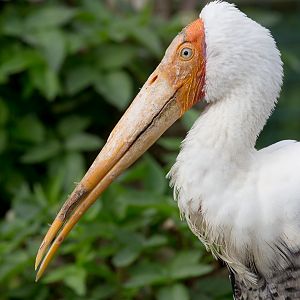 Painted stork : Thrigby Hall : 26 Sep 2017
