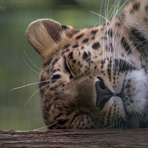 Amur leopard : Thrigby Hall : 26 Sep 2017