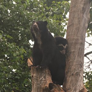 Spectacled Bears at Chester, 30/09/17
