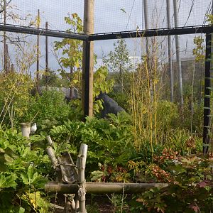Islands View with Bali Starling and Silvery Gibbon at Chester, 30/09/17