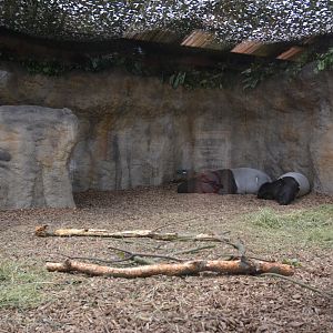 Indoor Malayan Tapir Viewing at Chester, 30/09/17