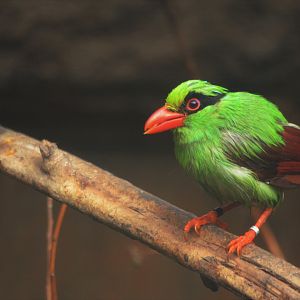 Javan Green Magpie at Chester, 30/09/17