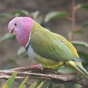 Pink-headed Fruit Dove at Chester, 30/09/17
