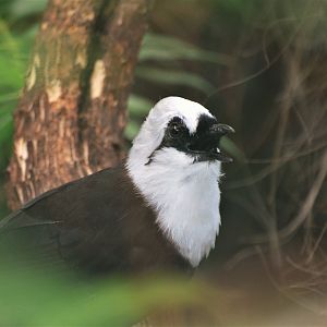 Sumatran Laughing-thrush at Chester, 30/09/17