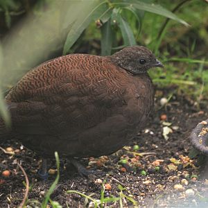 Bronze-tailed Peacock Pheasant at Chester, 30/09/17