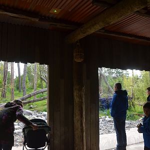 Second Sun Bear Outdoor Viewing Area at Chester, 30/09/17