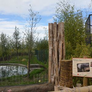 Second Malayan Tapir Outdoor Viewing Area at Chester, 30/09/17