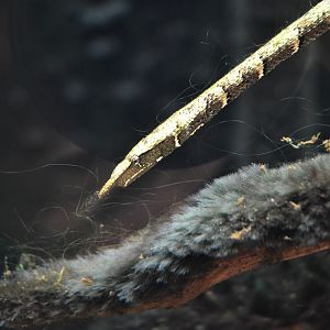 Tentacled Snake at Chester, 30/09/17