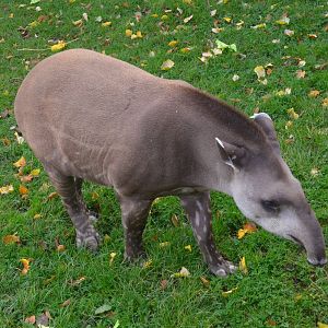 Not-quite-adult Brazilian Tapir at Chester, 30/09/17