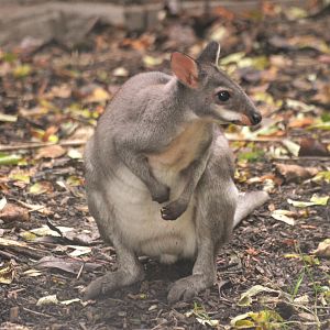 Dusky Pademelon at Chester, 30/09/17
