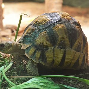 Ploughshare Tortoise at Chester, 30/09/17