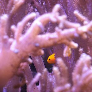 Yellow Clown Goby at Chester, 30/09/17