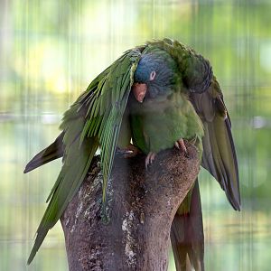Blue-crowned parakeet : Amazona Zoo : 28 Sep 2017