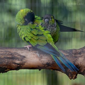 Nanday parakeet : Amazona Zoo : 28 Sep 2017