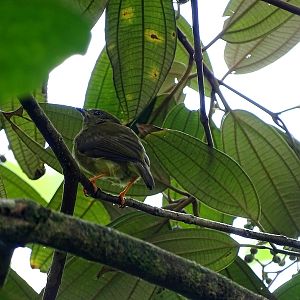 White-collared manakin, female