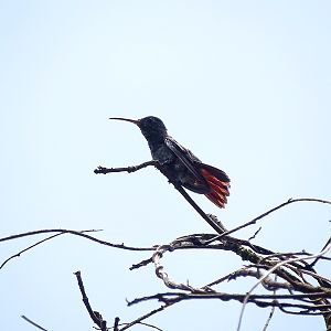 Rufous-tailed hummingbird