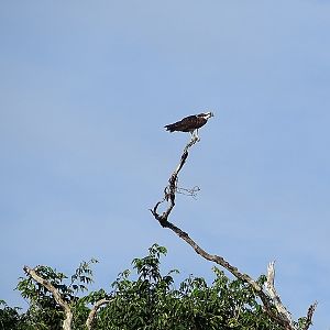 Osprey