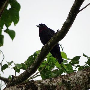 Purple-throated fruit crow