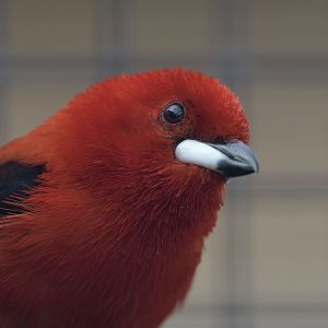 Scalet tanager male
