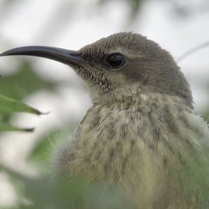 Splendid sunbird female