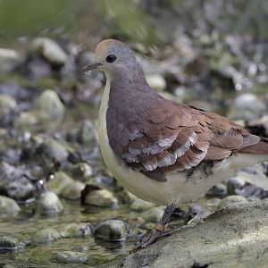 Golden-heart dove