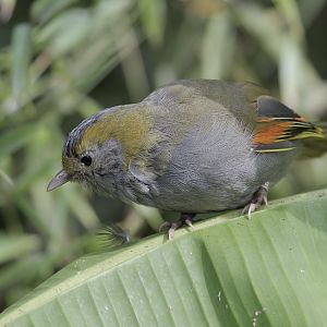Gtey-cheeked liocichla
