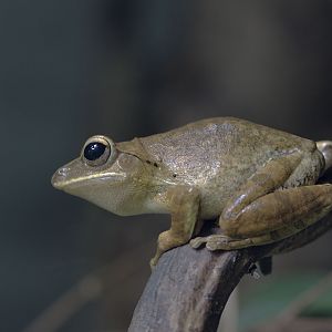 Golden tree frog