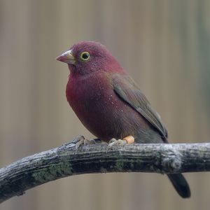 Red-billed firefinch, male